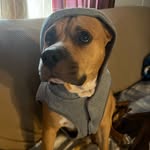 Daisy amora 🐶 - @yourfavoritedaisy - Instagram