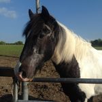 Daisy Amos - @_jumping.dylan_ - Instagram