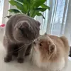 Angel & Daisy 🌸 - @angel.and.daisy - TikTok