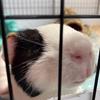 daisypig0 - @daisypig0 - TikTok