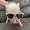 daisythepig08 - @daisythepig08 - TikTok