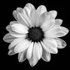 Daisy Apostol - @30303875961 - TikTok