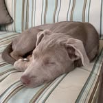 daisy - @daisyapostoli - Instagram