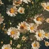 Daisy - @daisyarcher19 - TikTok
