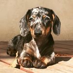 Daisy Armstrong - @hotdiggitydaisydoxie - Instagram