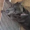 Daisy Armstrong - @daisy.armstrong2 - TikTok