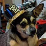 Daisy Mae Arndt - @theinfamouschihuahua - Instagram