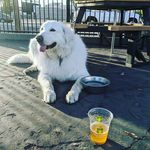 Daisy Arnold - @sunshine_and_daisydoggo - Instagram