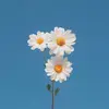 daisy.ash13 - @daisy.ash13 - TikTok