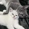 Daisy&Ash_shenanigans - @daisyash_shenanig - TikTok