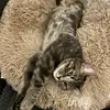 Daisy Ashby - @meow123995 - TikTok