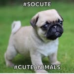 Daisy Ashley - @daisy_as_a_dog03 - Instagram