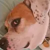 Daisy Doo and Seamus - @daisyseamus - TikTok