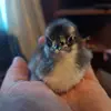 daisyasmus4 - @daisyasmus4 - TikTok
