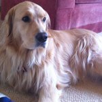 Daisy Avery - @daisythedawg - Instagram