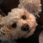 Daisy Avery - @sassydaisyboo - Instagram