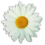 Daisy Foundation - @daisyawardfoundation - Instagram