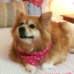 Daisy_Baahubali - @daisybaahubali_20 - Instagram