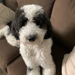 Daisy - @daisy_baahdoodle - Instagram