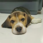 Daisy - @daisy_the_baa - Instagram