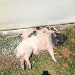 Bacon&Daisy  The Pigs - @bacon_daisy_the_pigs - Instagram