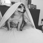 Daisy - @daisylovesbacon - Instagram