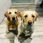 daisy & Bailey - @daisy_bailey_labs - Instagram