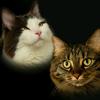 Daisy & Bailey - @baileydaisycats - TikTok