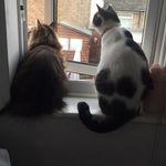 #Daisy & Bailey Cats - @daisy_bailey_cats - Instagram