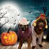 Daisy.Bailey.Max - @daisy.bailey - TikTok