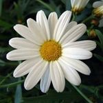 Daisy Bain - @clarkin.erin - Instagram