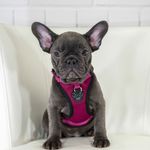 Daisy Bain - @daisy_thefrench - Instagram