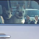 Daisy, Darla, and Doris Baird - @daisydarladoris - Instagram