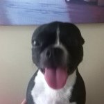Daisy Duke Baird - @daisy_the_crazy_dog - Instagram
