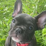 Daisy Ball - @daisy_the_frenchie8 - Instagram