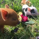 Barney & Daisy - @barneyanddaisy - Instagram