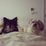 Barney & Daisy - @barney.daisy - Instagram