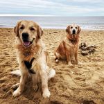 Barney & Daisy - @barneydaisygoldens - Instagram