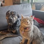 Barney & Daisy 🐾🐶🐱💕 - @barneyunddaisy - Instagram