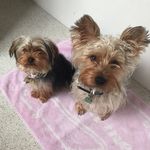 Barney & Daisy ❤️ - @barneydaisydog - Instagram