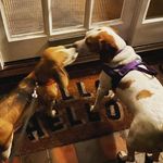 Barney & Daisy the Beagles - @barney_loves_daisy - Instagram