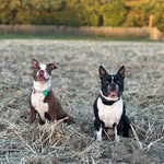 Barney a Daisy - @barney_daisy_bostonterrier - Instagram