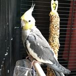Barney and Daisy Cockatiels - @barneybird_and_daisybeau - Instagram