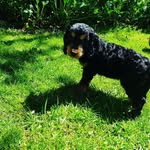 Barney_Jeff_and_Daisy - @barney_jeff_and_daisy - Instagram
