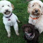 barney&daisy&willow - @barneydaisywillow - Instagram