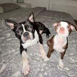 Boston terriers Barney and Daisy - @barney_and_daisy_ - Instagram