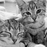Daisy & Barney - @daisyandbarneyinlove - Instagram