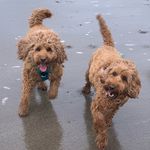 Daisy and Barney - @daisy_doo_and_barney_too - Instagram