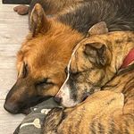 Daisy and Barney - @daisyandbarneydogs - Instagram