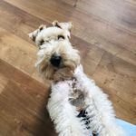 Daisy and Barney - @daisydogbartlett - Instagram